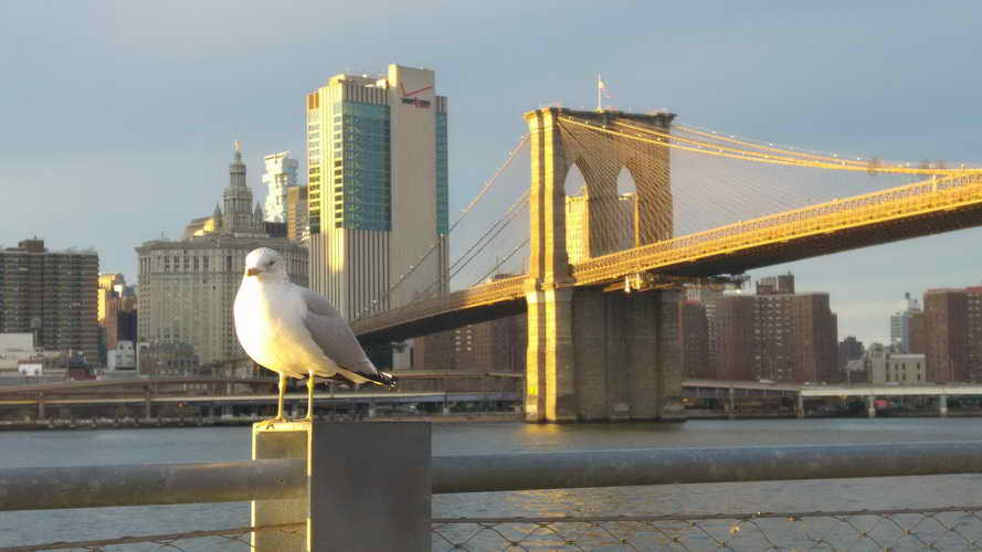 NYC_2017-11-26 15-59-25_CELL_20171126_155926
